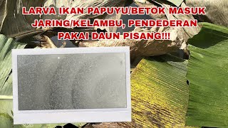 NGAMBIL LARVA, MASUK JARING/KELAMBU PENDEDERAN PAKAI MEDIA DAUN PISANG!!!