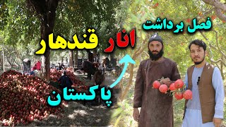 فصل برداشت انار قندهار|Kandahar pomegranate|صادرات انار به پاکستان با قیمت پائین