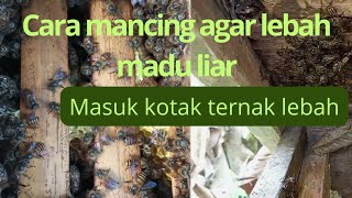 cara mancing agar lebar madu liar masuk kotak ternak lrbah