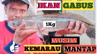 Di musim kemarau ternyata masih ada ikan gabus monster nya/luar biasa.