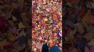 #autumn #autumnleaves #satisfying #asmr #viral #trending #beta #shorts #amazing #colorful #beautiful