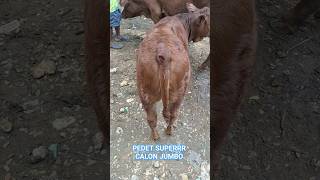 PEDET SUPERRR CALON JUMBO #sapi #sapibetina #pasarsapi #sapisuper