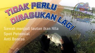 MASIH VIRAL ⁉️ SPOT MANCING DESA REJOSARI TETAP POTENSIAL PANEN STRIKE