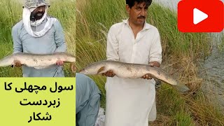 BIG Sole Fish | Fishing Video | Rohu |