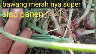 bawang merah umur 60 hst siap panen super joos