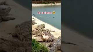 Crocodile attack duck