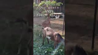 Our goats absolutely love being the cleanup crew here!