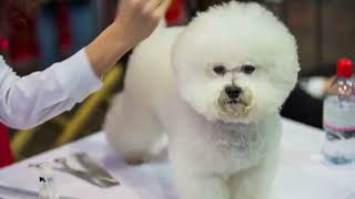 Best dog breeds.Best Dogs For Beginners – Top 10 Best Dog Breeds For First Time Owners!