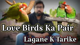 How To Bond Lovebirds Pair | Lovebirds Ka Pair Kaise Lagaye Very Easy Methods