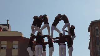 Castellers de Granollers - "7d7"  (F.M. Barberà del Vallès 2024)