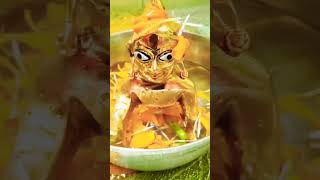 अद्भुत दर्शन कान्हा जी के #laddugopal #statusvideo #vrindavan