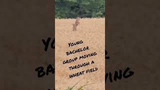 young bachelor group of whitetail bucks moving thru the wheat  fields #lonebowhunter #velvetsgrowing