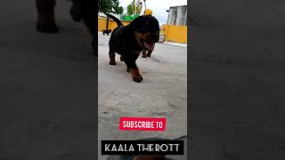 Rottweiler Puppies Singa Nadai | Rottweiler | Kaala The Rott | Puppies