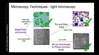 Microscopy Techniques