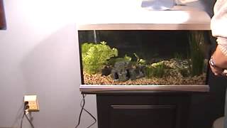 Aquarium Set-Up - Plugging in the filter and heater