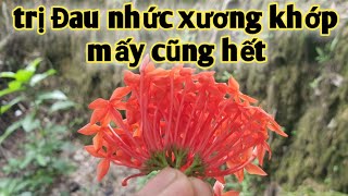 Loại cây trị Đau nhức xương khớp Rất hay. PHAN HẢI Vlog