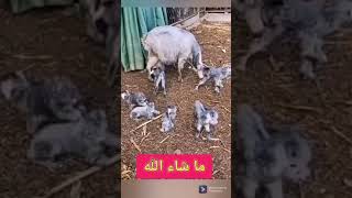 هذا خلق الله معز تلد 6 توائم ما شاء الله