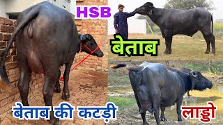 बेताब(Betab) के उम्मीद से कहीं ज़्यादा अच्छे रिज़ल्ट - Always Seme*n Remains Out of Stock - HSB