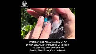 DV04585-16-64, ”Grandson Blauwe As” of the Dirk Van den Bulck strain. @mvn-pigeons