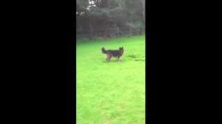 GSD Roxy and her horse ball.