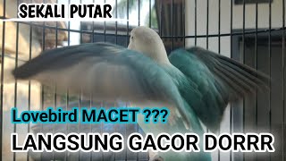 LIVE !!!! PANCINGAN LOVEBIRD GACOR