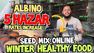 Albino 5 Hazar Rates Increase ? Winter Healthy Food Seed Mix Birds Java Lovebirds bujri parrots etc