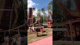 Kemeriahan dan Kemewahan Ritual Pemakaman TORAJA