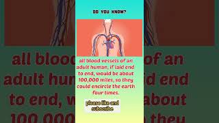 fact 29, blood vessels