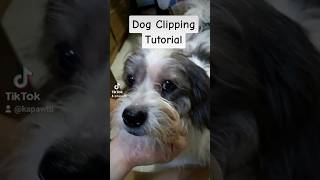 Cutting Dog's Hair Tutorial #dogs #furbaby #tutorial