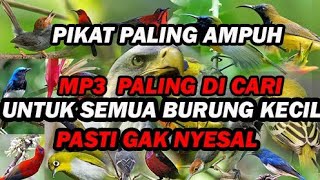 Suara pikat untuk semua burung kecil yang susah turun