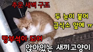 추운겨울 두 눈이 붙어 망부석 처럼  얼름 되버린 새끼고양이 구조