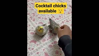 Cocktail chicks available ll call me for more info. 9560816345