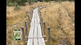 Wandelroute Dwingelderveld Spier Plankenpad