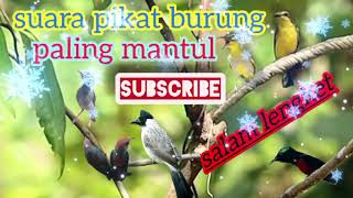 suara pikat burung mantul mantap betul, terbaru di bulan Agustus 2024