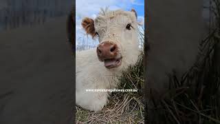 little lucy #cowlover #animals #cowfie #babycow #adoptme #adoptacow