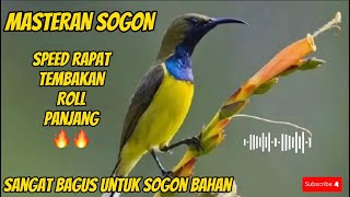 MASTERAN SOGON MATERI MEWAH🔥🔥SPEED RAPAT TEMBAKAN TAJAM #masteranburung #sogon #sogonbahan