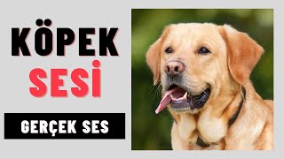 KARIŞIK KÖPEK SESİ  | KÖPEK HAVLAMASI  | UZUN VERSİYON  | GERÇEK SES - Dog Barking Sound - NEW SOUND