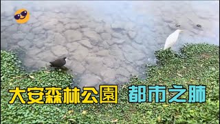 大安森林公園--美麗的都市之肺，生態池黃頭鷺、白腹秧雞，欣賞街頭藝人演奏