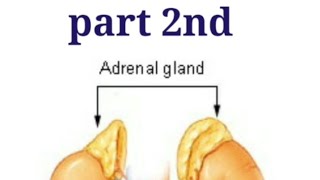 Adrenal Gland Part 2nd | Endocrine system | mineralocorticoid #RRB #AIIMSPATNA #ESIC  #shorts