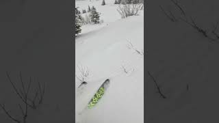 Untracked Powder Run #skiing