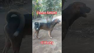 Si Blacky #anjingkampung kesayanganku #temansetia