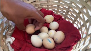 Panen telur ayam kampung di kandang belakang rumah🐓🐣#ayamkampung #ternakayam #ayambangkokklasik