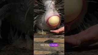 Watch an Ostrich Laying a 3kg Egg Directly #shorts