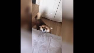 Funny and  Cute dogs 🐕 moments