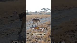 #kenya #wildlife #safari #safariphotography #animal #halfmaasai #lion #lionsightings #lions