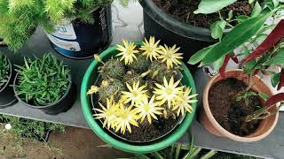 How to grow Cactus at home in Tamil | Cactus Mammillaria | Wecritic | Amma's Garden |