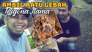 Proses Donor Ratu Lebah Trigona. Seperti Apa Penampakannya?