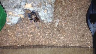 Green Bottle Blue (Chromatopelma Cyaneopubescens) vs. lobster roach (Naupheta cinerea)