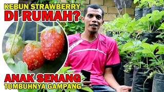 ✅ SIMPEL BANGET! Budidaya Strawberry Dirumah Ala Razifa Garden