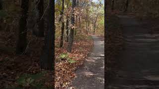 Dead Tree Hollar! #forest #trail #ancient